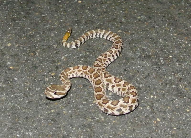 Southern Pacific Rattlesnake (Crotalus oreganus helleri)