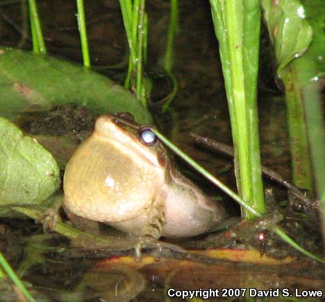 Spotted Chorus Frog (Pseudacris clarkii)