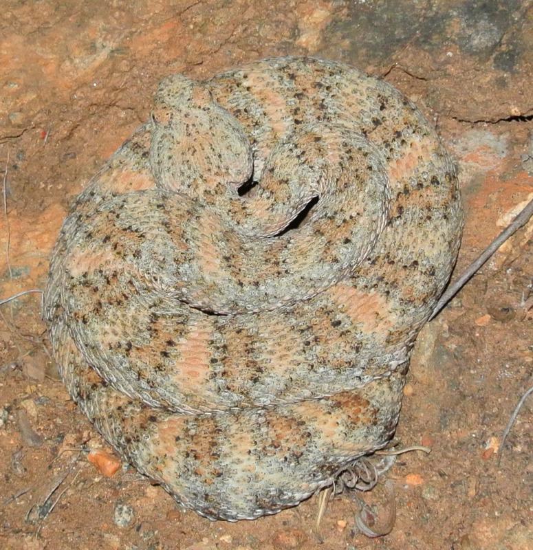 Southwestern Speckled Rattlesnake (Crotalus mitchellii pyrrhus)