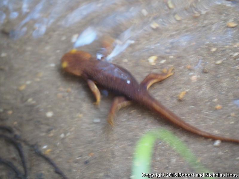 Coast Range Newt (Taricha torosa torosa)