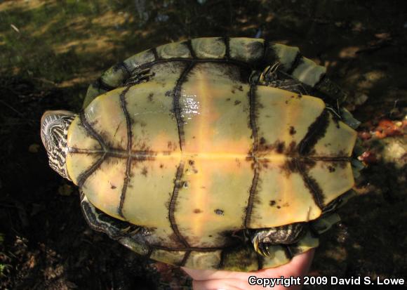 Mississippi Map Turtle (Graptemys pseudogeographica kohnii)