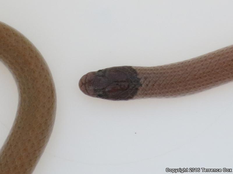 Smith's Black-headed Snake (Tantilla hobartsmithi)