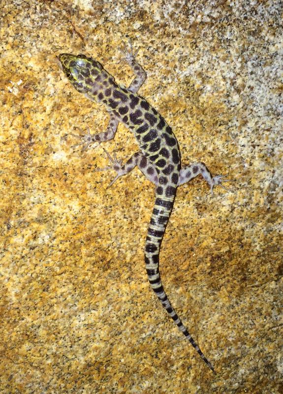 Granite Night Lizard (Xantusia henshawi)