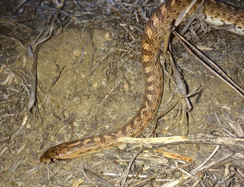 California Glossy Snake (Arizona elegans occidentalis)