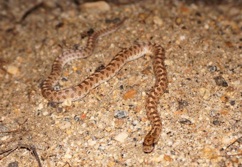 California Glossy Snake (Arizona elegans occidentalis)