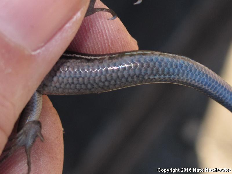 Southeastern Five-lined Skink (Plestiodon inexpectatus)