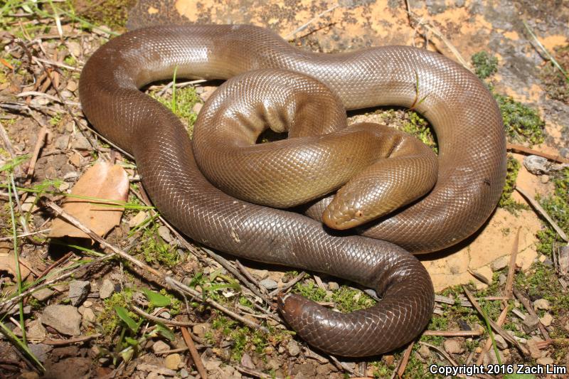 Northern Rubber Boa (Charina bottae)