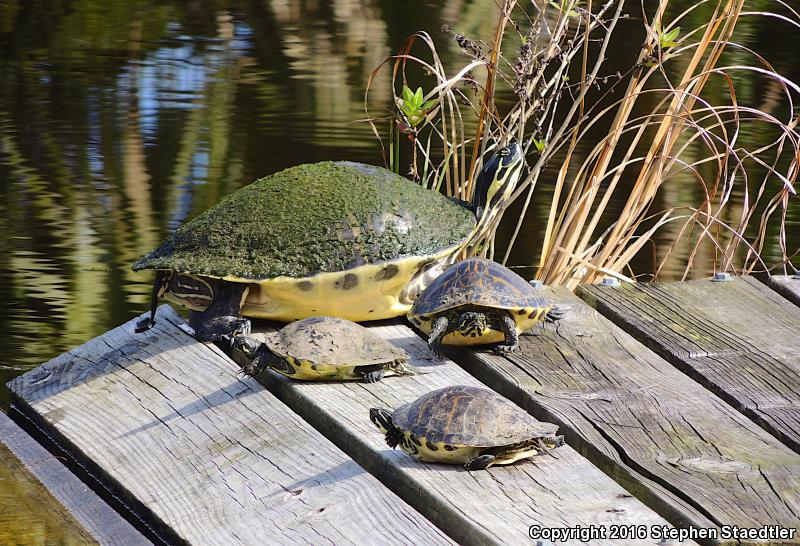 Peninsula Cooter (Pseudemys peninsularis)