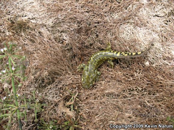 Blotched Tiger Salamander (Ambystoma mavortium melanostictum)