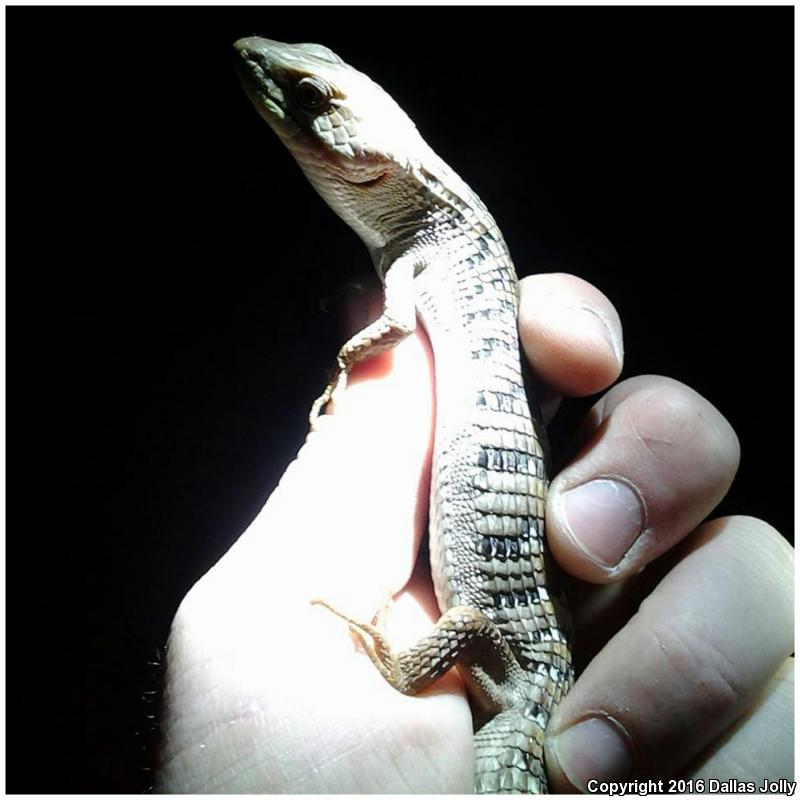 San Diego Alligator Lizard (Elgaria multicarinata webbii)