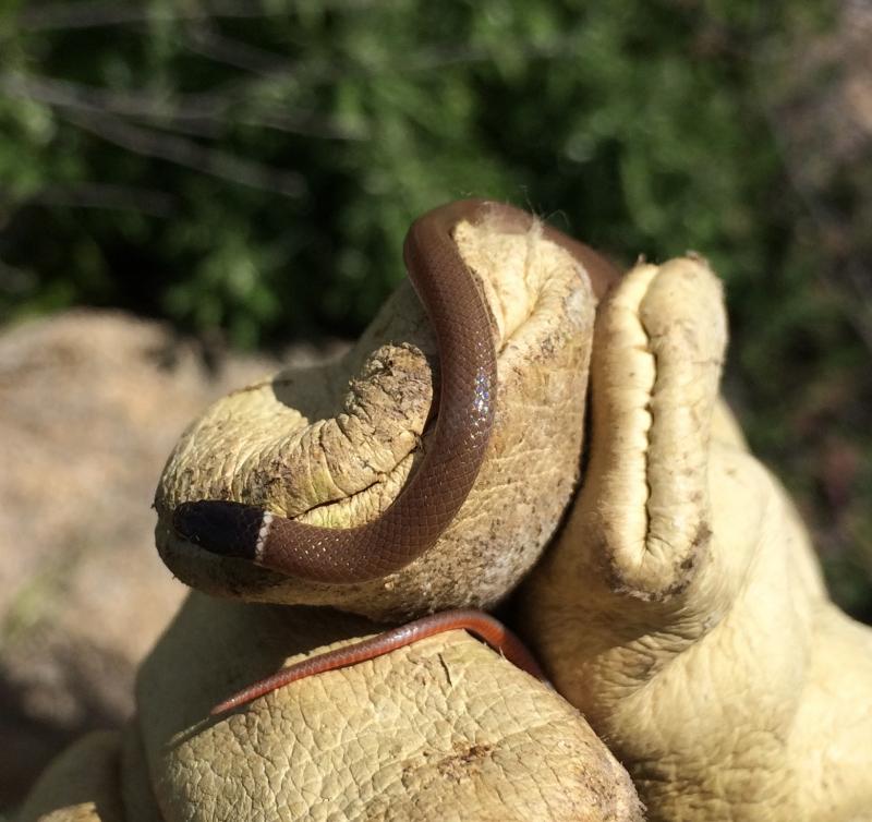 Western Black-headed Snake (Tantilla planiceps)