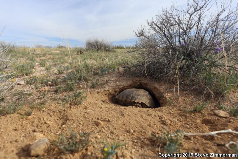 Desert Tortoise (gopherus Agassizii)