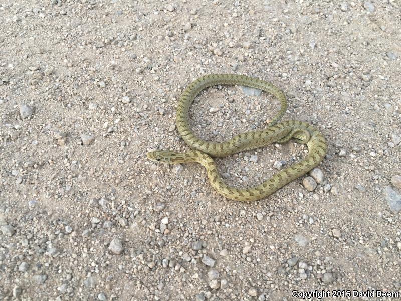 Green Ratsnake (Senticolis triaspis intermedia)