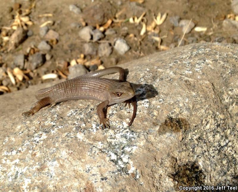 San Diego Alligator Lizard (Elgaria multicarinata webbii)