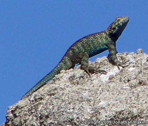 Granite Spiny Lizard (Sceloporus orcutti)