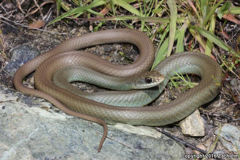 Western Yellow-bellied Racer (Coluber constrictor mormon)