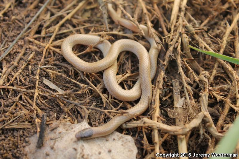 Smith's Black-headed Snake (Tantilla hobartsmithi)