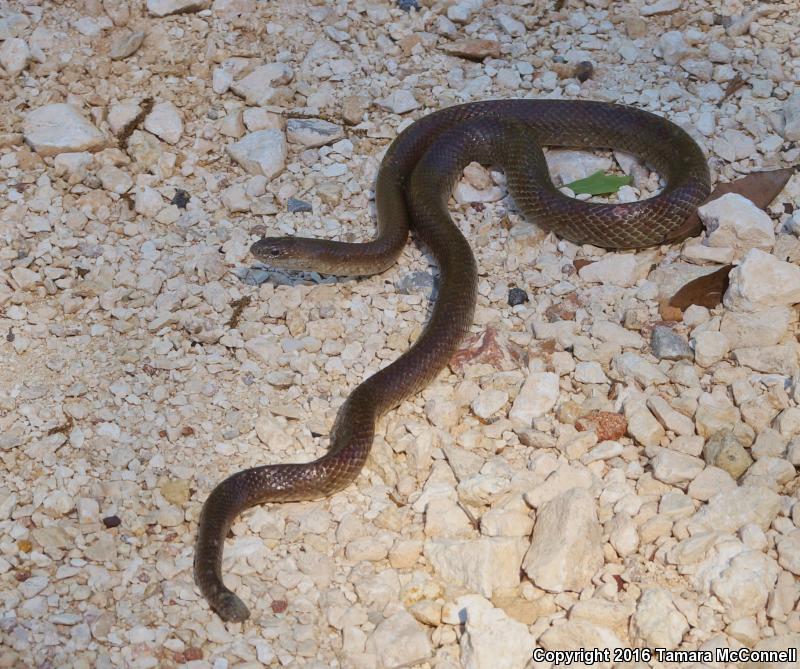 Mole Kingsnake (Lampropeltis calligaster rhombomaculata)