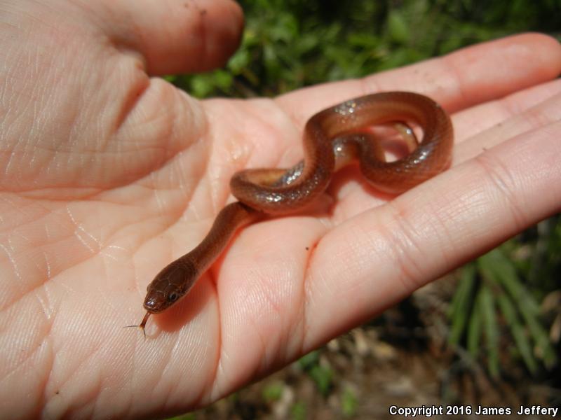 Pine Woods Littersnake (Rhadinaea flavilata)