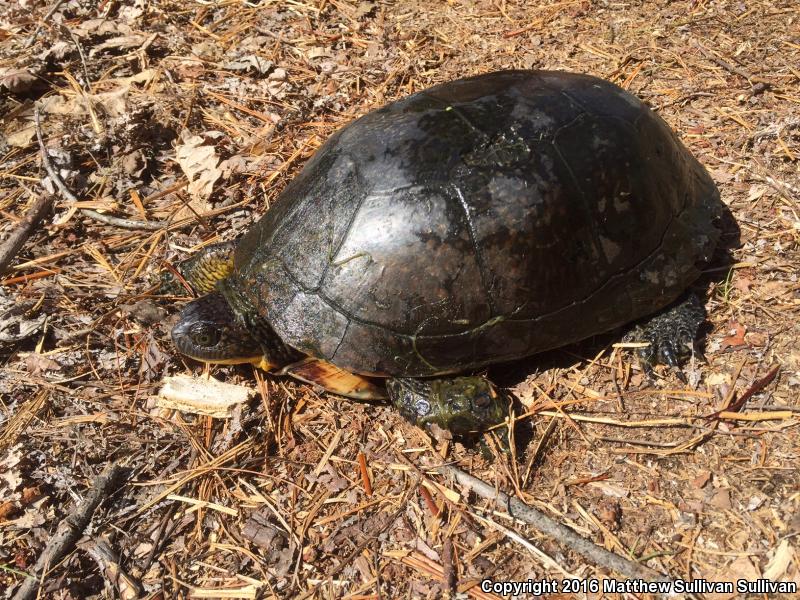 Blanding's Turtle (Emydoidea blandingii)