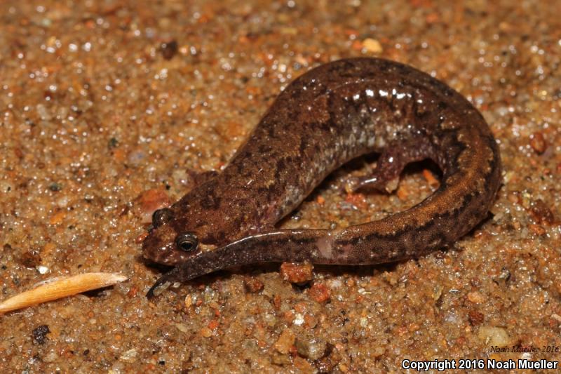 Spotted Dusky Salamander (Desmognathus conanti)