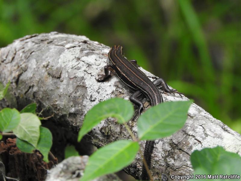 Southeastern Five-lined Skink (Plestiodon inexpectatus)