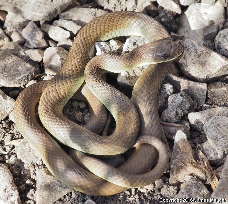 Western Yellow-bellied Racer (Coluber constrictor mormon)