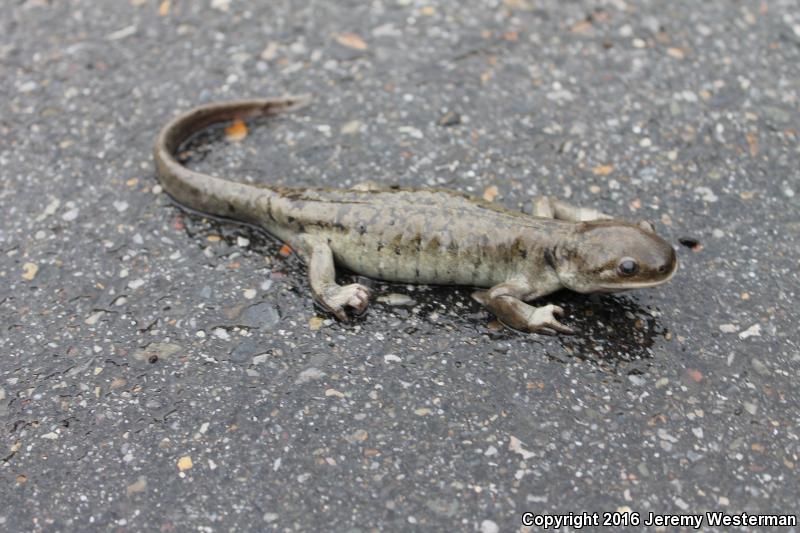 Arizona Tiger Salamander (Ambystoma mavortium nebulosum)