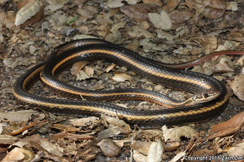 California Striped Racer (Coluber lateralis lateralis)