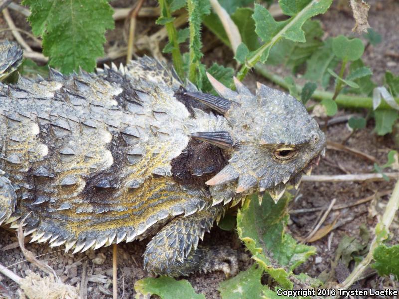 Blainville's Horned Lizard (Phrynosoma blainvillii)