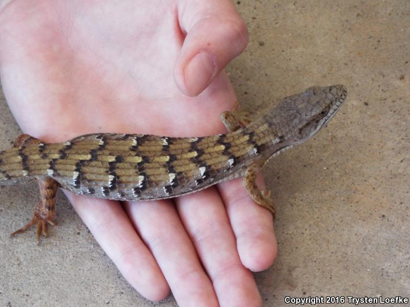 San Diego Alligator Lizard (Elgaria multicarinata webbii)