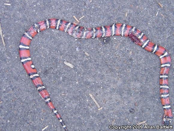 San Diego Mountain Kingsnake (Lampropeltis zonata pulchra)