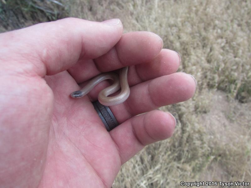 Smith's Black-headed Snake (Tantilla hobartsmithi)