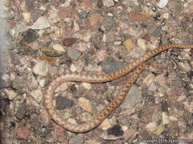 Desert Nightsnake (Hypsiglena chlorophaea deserticola)