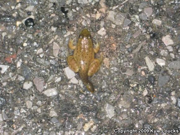 Northern Green Frog (Lithobates clamitans melanota)