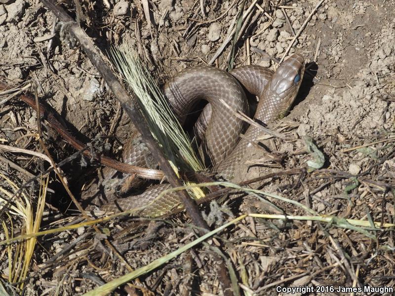 Western Yellow-bellied Racer (Coluber constrictor mormon)