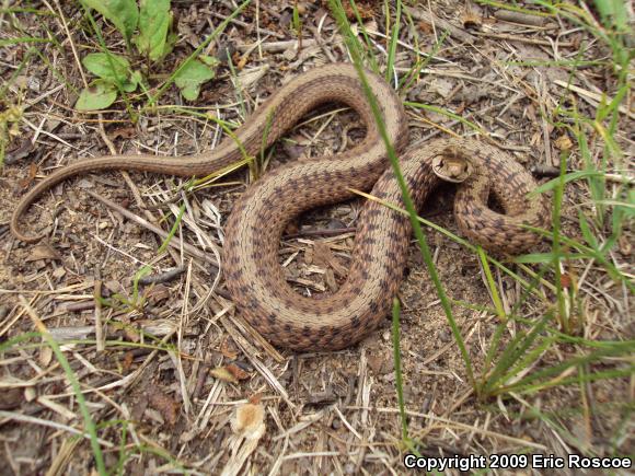 Dekay's Brownsnake (Storeria dekayi)