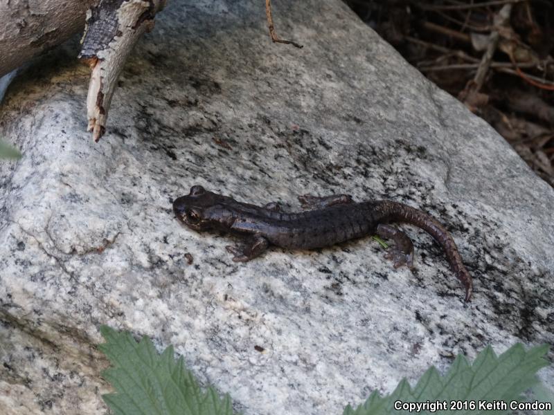 Mount Lyell Salamander (Hydromantes platycephalus)