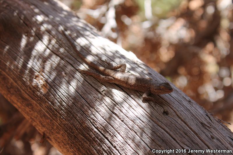 Northern Tree Lizard (Urosaurus ornatus wrighti)