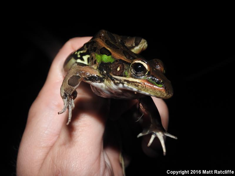 Florida Leopard Frog (Lithobates sphenocephalus sphenocephalus)