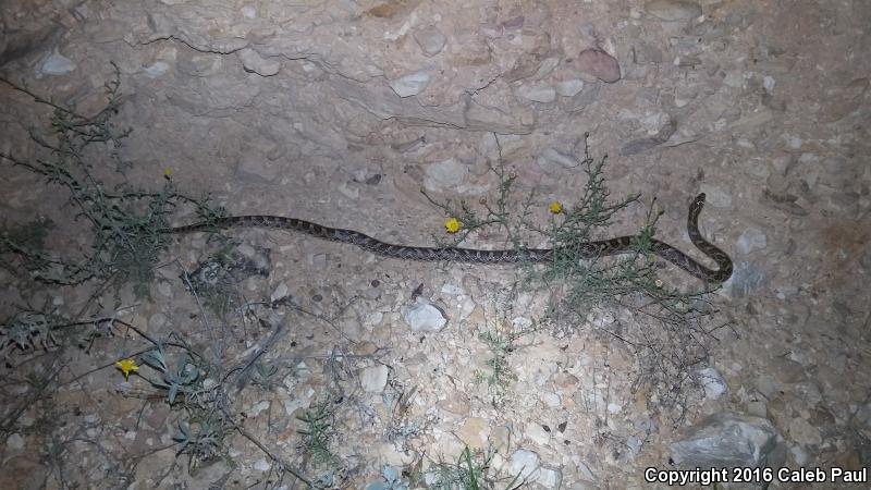 Kansas Glossy Snake (Arizona elegans elegans)