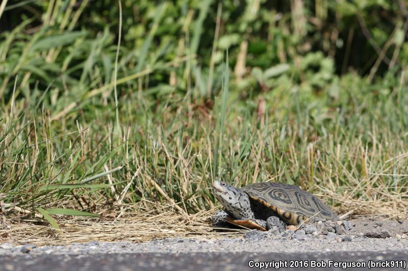 Northern Diamond-backed Terrapin (malaclemys Terrapin Terrapin)