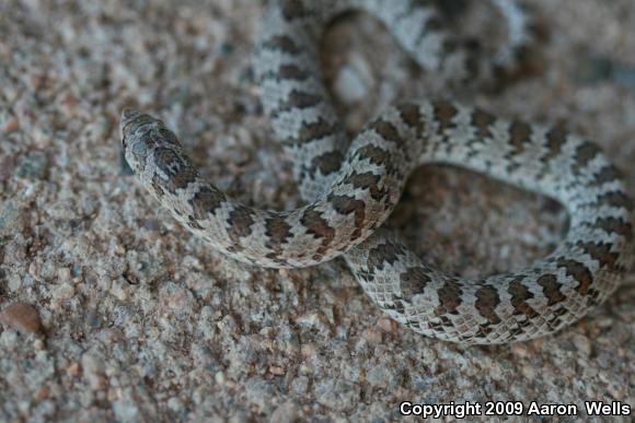 Chihuahuan Hook-nosed Snake (Gyalopion canum)