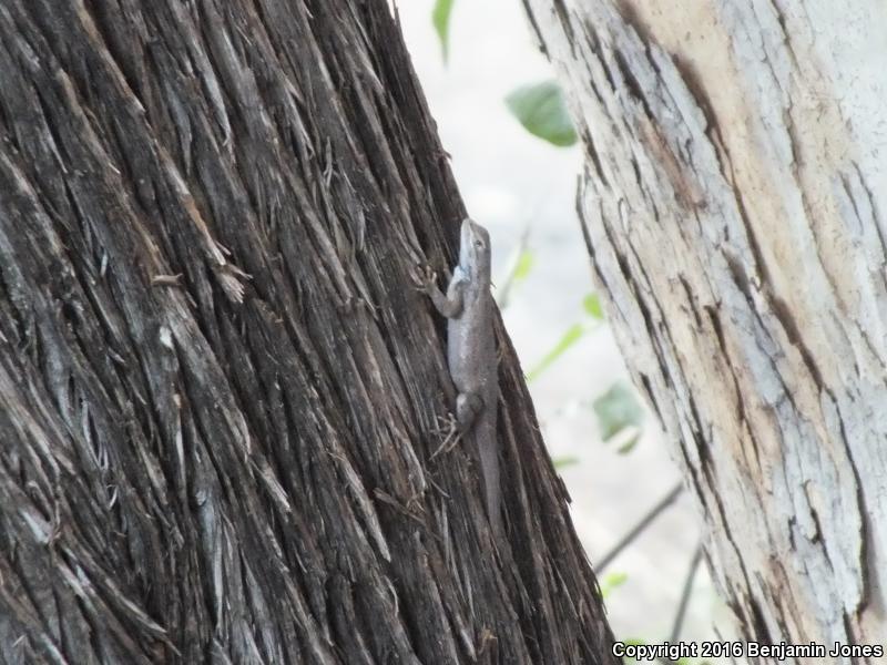 Plateau Fence Lizard (Sceloporus tristichus)