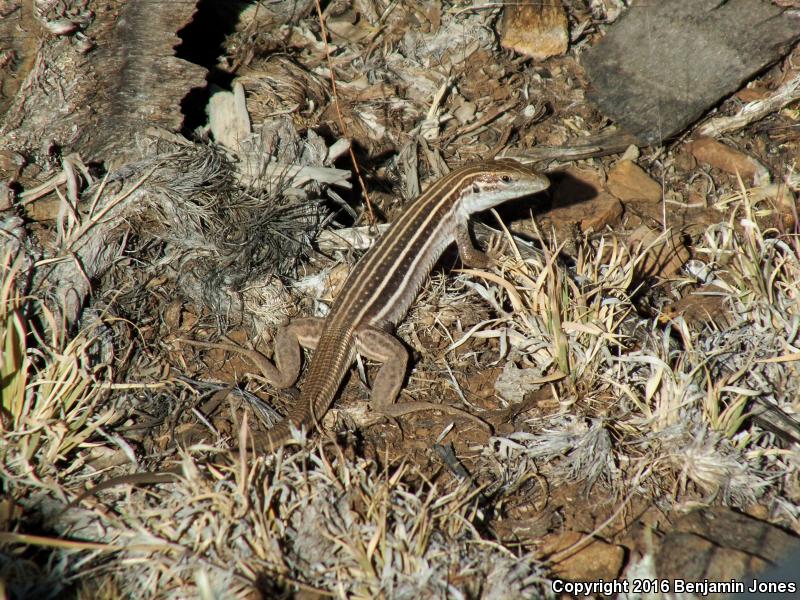 Gila Spotted Whiptail (Aspidoscelis flagellicauda)