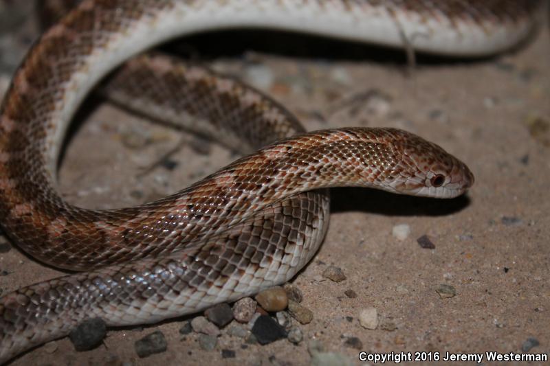 Painted Desert Glossy Snake (Arizona elegans philipi)