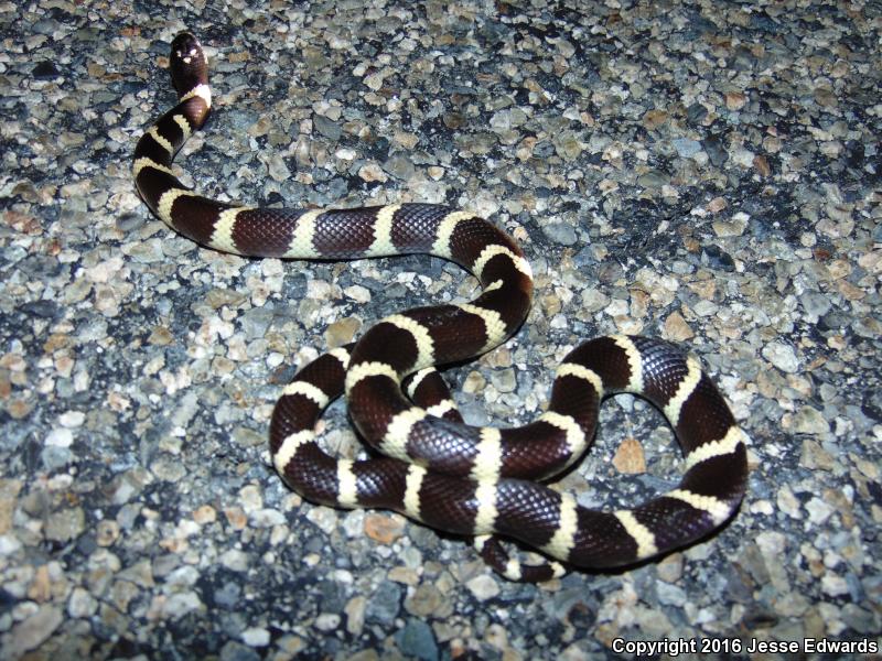 California Kingsnake (Lampropeltis Getula Californiae)