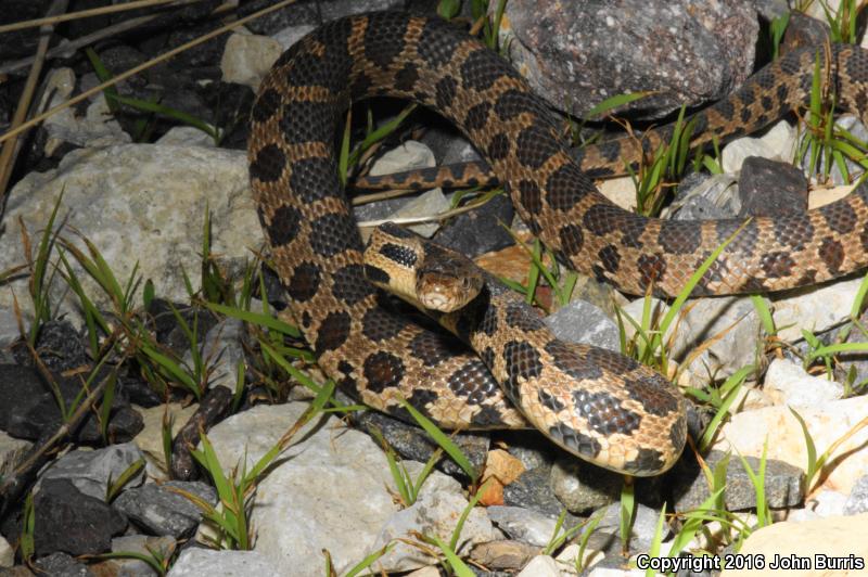 Western Foxsnake (Pantherophis vulpinus)