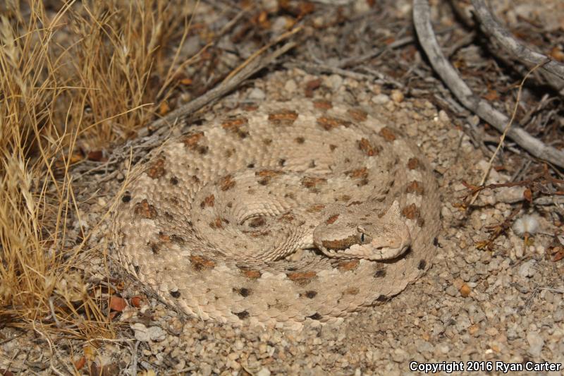 Mojave Desert Sidewinder (Crotalus cerastes cerastes)