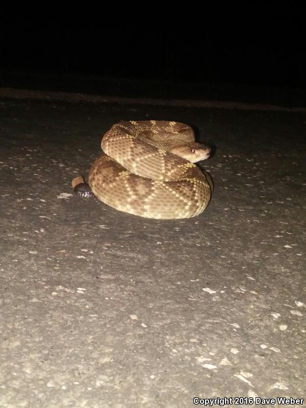 Northern Black-tailed Rattlesnake (Crotalus molossus molossus)